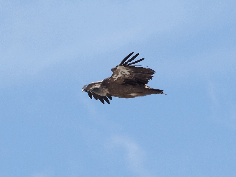 Incontro col Grifone (Gyps fulvus )